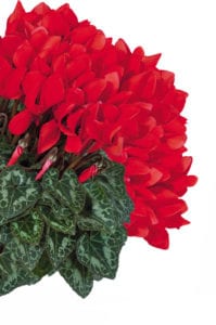 Red Cyclamen in a group