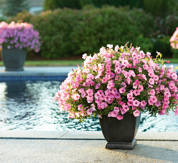 Link to Proven Winners® Annuals  product page