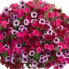 proven winners hanging basket