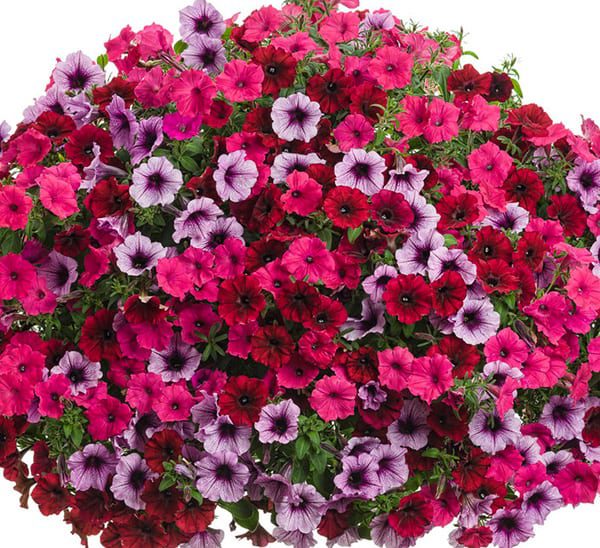 Proven Winners® Hanging Basket Mixed Combos