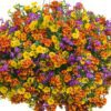 proven winners hanging basket