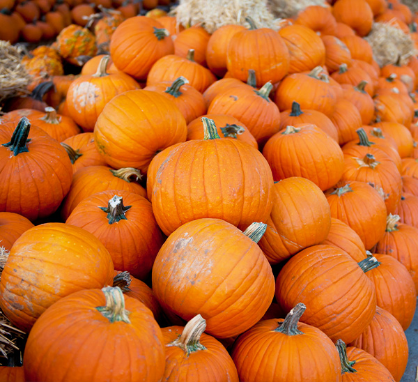Autumn Harvest 
