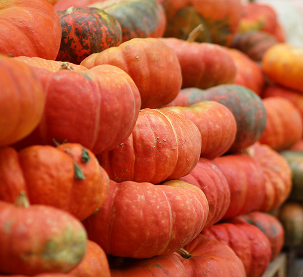 Link to Autumn Harvest  product page