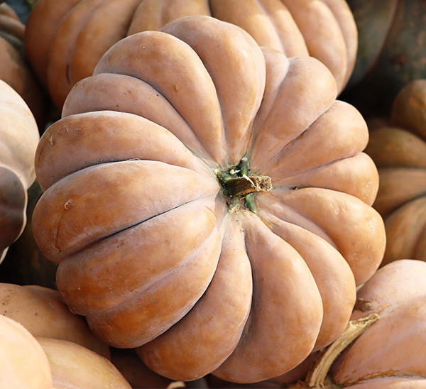 Link to Specialty Pumpkins  product page