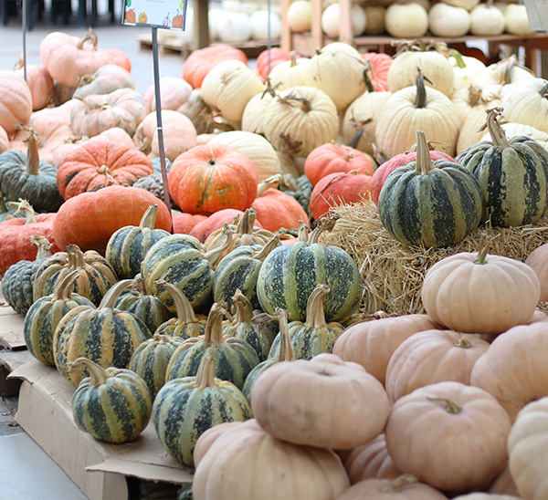 Link to Autumn Harvest  product page