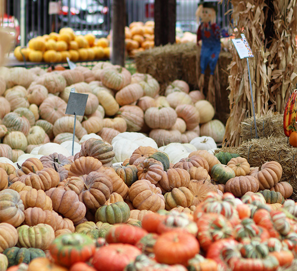 Link to Fall Harvest  product page