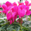 purple cyclamen blooms