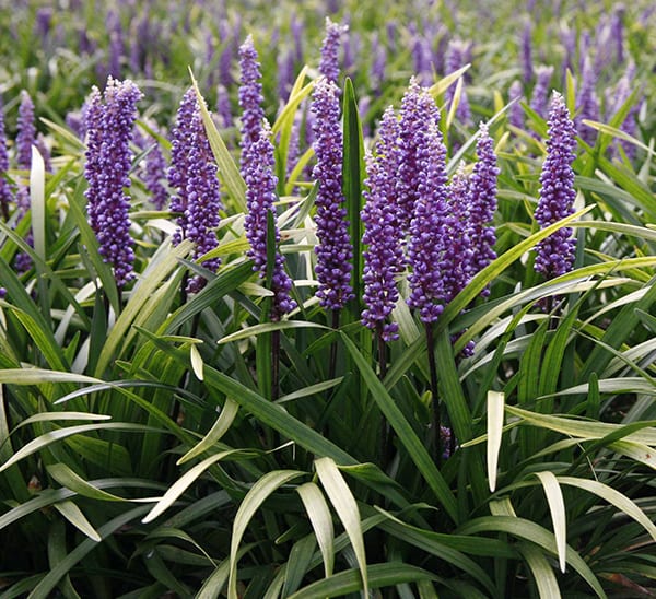 purple explosion liriope