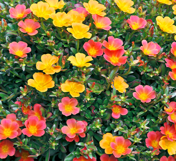 Link to Purslane product page