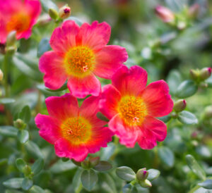 pink purslane