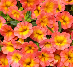Proven Winners Superbells® Coral Sun