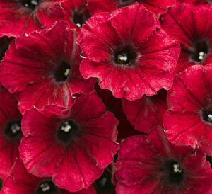 Proven Winners® - Supertunia® Black Cherry®
