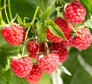 Raspberries