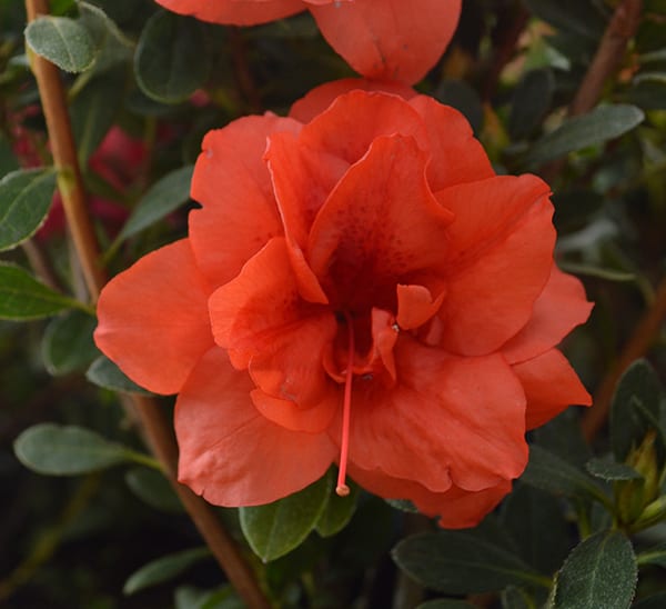 ReBLOOM™ Azalea Coral Amazement™