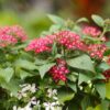 red penta blooms