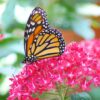 Pentas