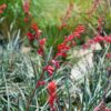 Red Yucca