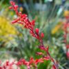 Red Yucca