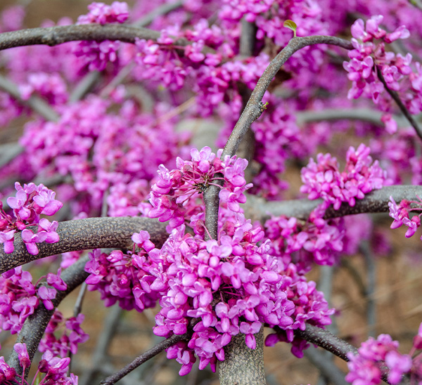 Ornamental  & Shade Trees 