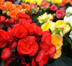 reiger begonia assorted blooms