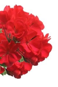 right-geranium