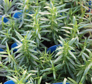 rosemary