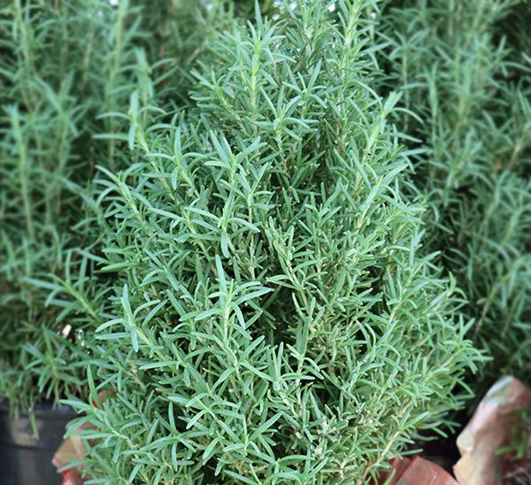 Rosemary Cones 