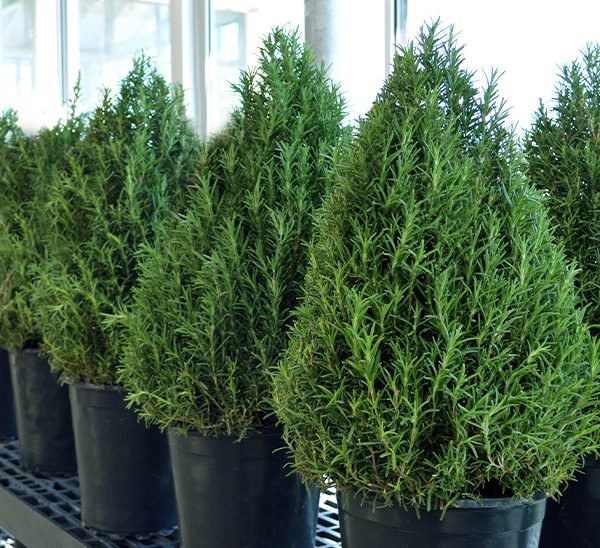 Rosemary Cones 