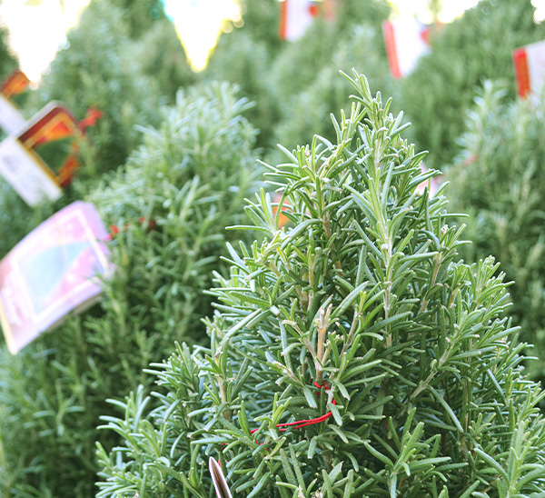 Link to Rosemary Holiday Trees   product page