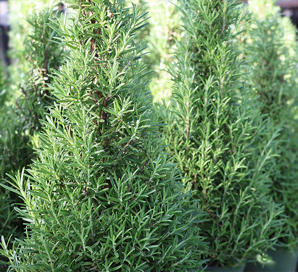 Link to Rosemary Holiday Trees  product page