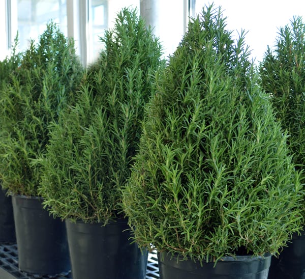 Rosemary Holiday Trees