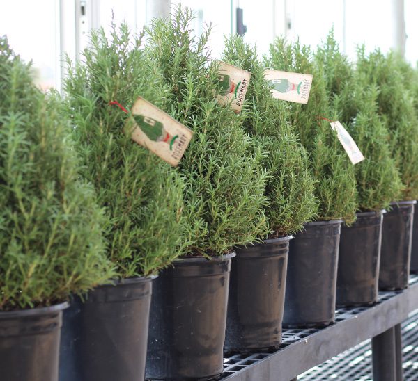 Holiday Trees 