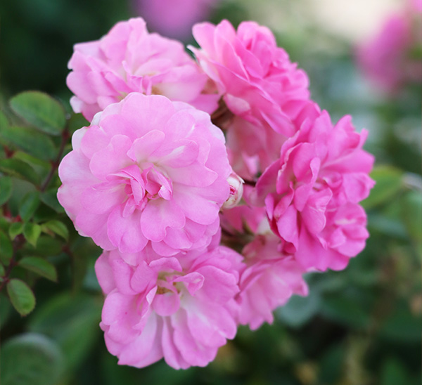 Link to Roses  product page