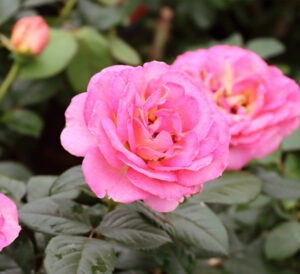 Julie Andrews Rose