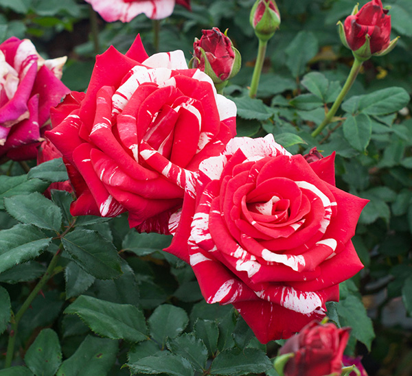 Roses 