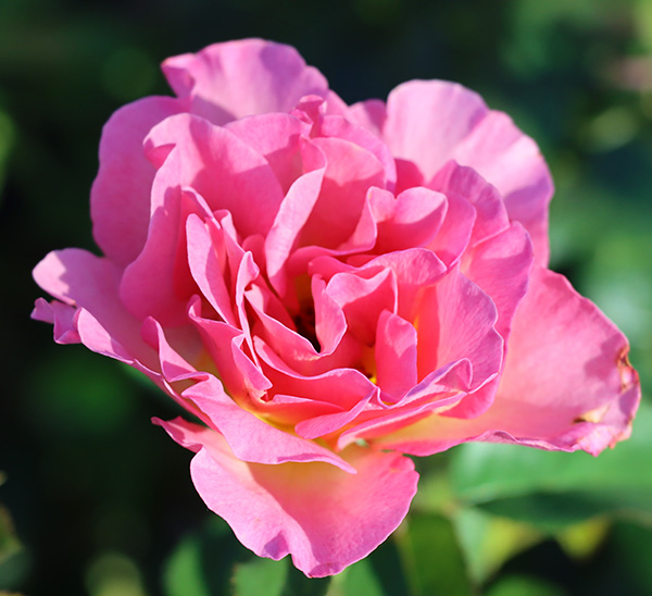 Roses 