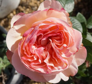 Moonlight in Paris™ rose