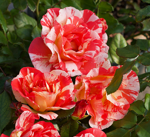 Link to Roses  product page