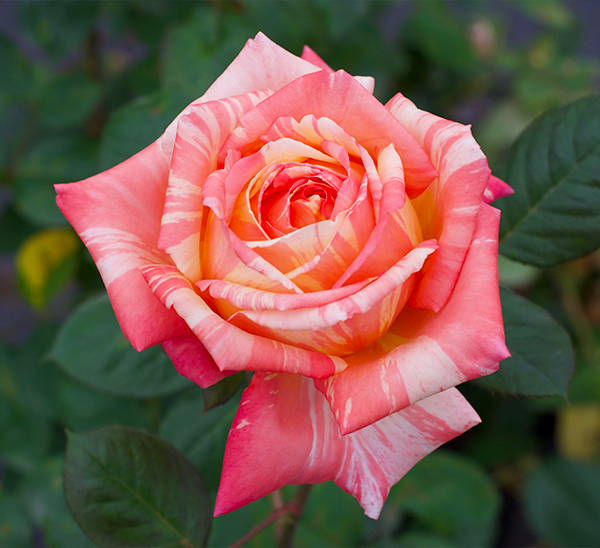 Roses 