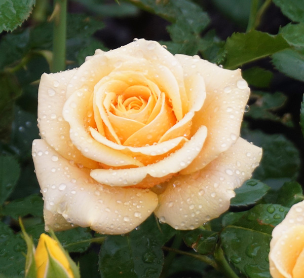 Roses 