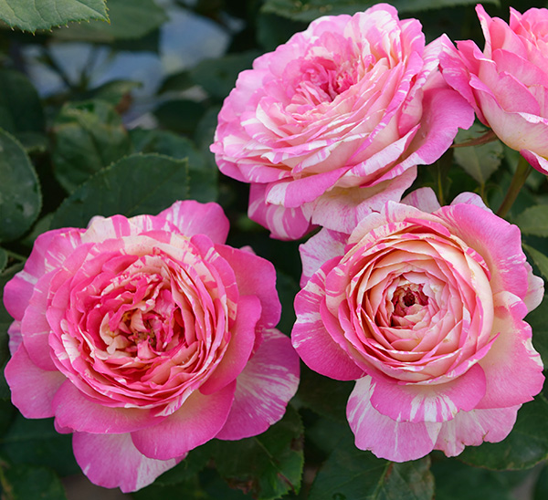 Roses 