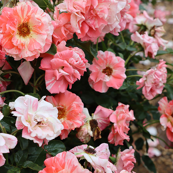 Roses 