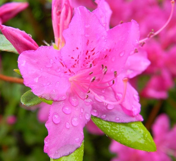 ReBLOOM™ Azalea Pink Adoration™