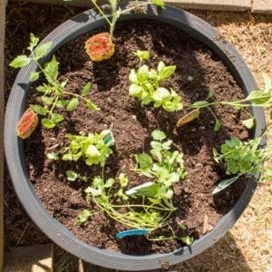 vegetable container garden