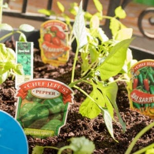 peppers