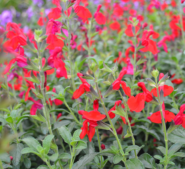 Link to Red Salvia greggii product page