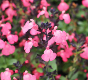 Pink Salvia