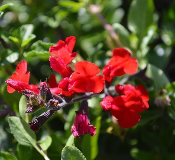 Salvia Greggii blanca – PuraSalvia