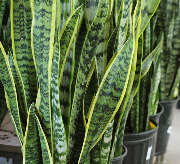 Link to Indoor Plants  product page
