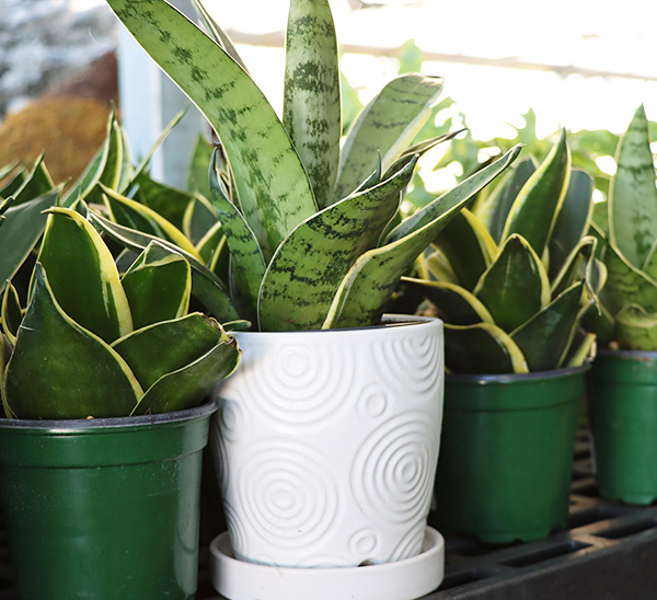 Link to Indoor Plants product page